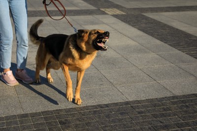 鼻にシワを寄せて怒る犬