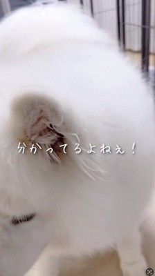 犬に話しかける飼い主
