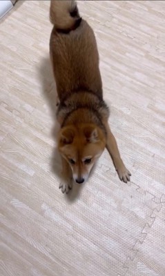 遊ぶ気満々のころ君5