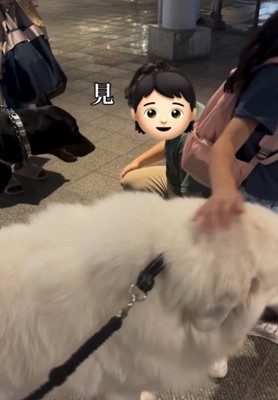 黒い犬を見つめる男の子