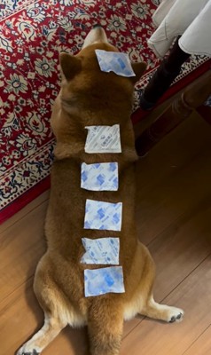 お散歩後のやまと君2