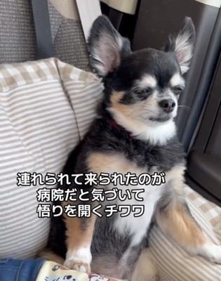 目を細めて座る犬