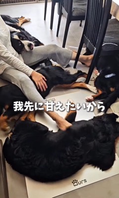 4本の手足を駆使してナデナデ…