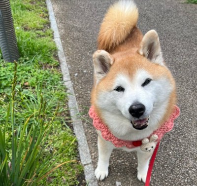ニコニコ