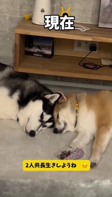 頭をくっつけて眠るハスキー犬と柴犬
