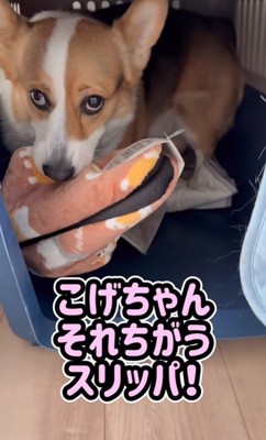 スリッパを離さない中型犬