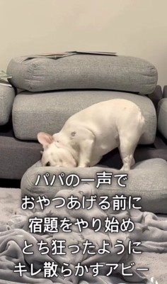 取り乱すアビーちゃん