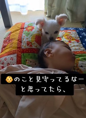 眠る赤ちゃんに寄り添う小型犬