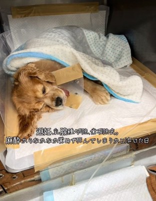 手術後の茶子ちゃん