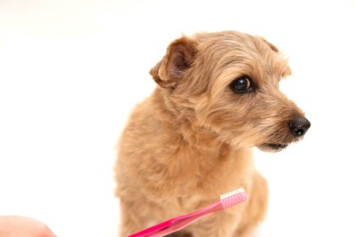 歯ブラシを嫌がるノーフォークテリア
