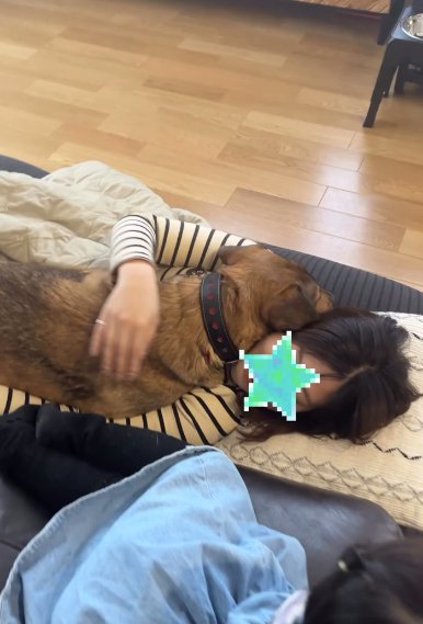 寝転ぶ女性の上でくつろぐ大型犬