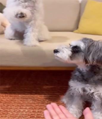 足を動かす白い犬