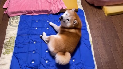 尻尾フリフリでお出迎え