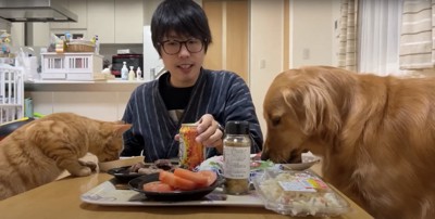 テーブルでご飯を食べる飼い主と猫と犬