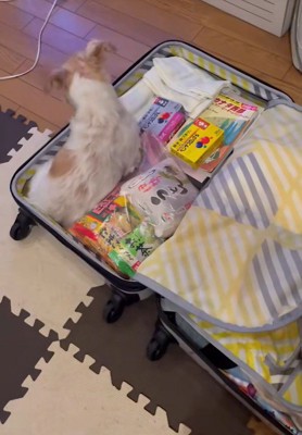 荷物の隙間にお座り