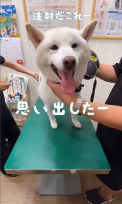 注射を打った時のだい吉くん3