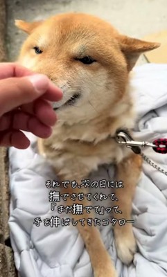 手を近づける人にそっと顔を寄せる犬