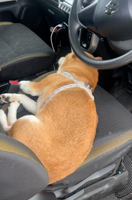 運転席で寛ぐなっとうちゃん