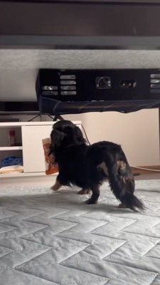 姿勢がいい歩く犬