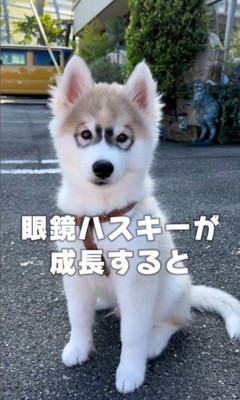 蓮くんの赤ちゃん時代と成長後の姿4