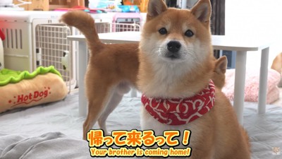 「え、今日帰ってくるの?本当…!?」