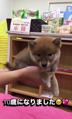 「豆柴と暮らしたい」