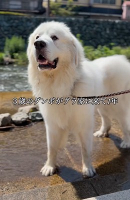 散歩中の超大型犬