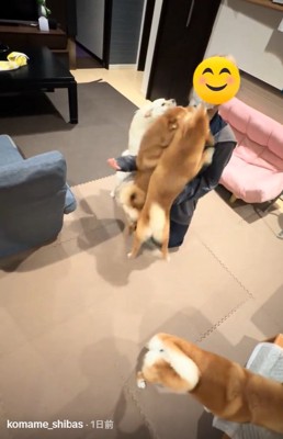 警戒するこまめちゃん