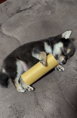 ぐっすり眠るあられちゃん