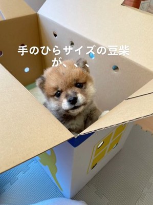 段ボールに入った柴犬のパピー