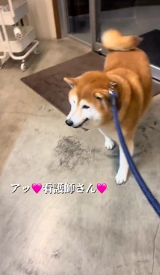 「あ、看護師さんだ♡」