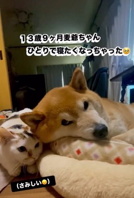 ひとりで寝たい麦太郎くん