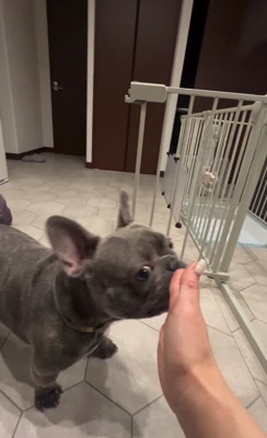 犬の鼻の前にママさんの手