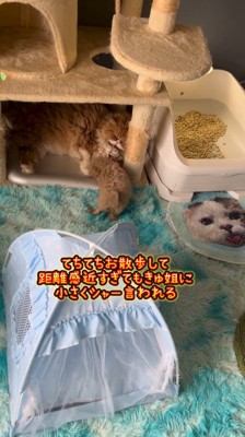 近づいてくる子犬に威嚇する長毛猫