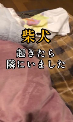 飼い主さんの隣で寝るちゃこさん