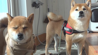 散歩に行ったはちくん