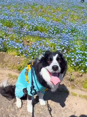 笑顔の中型犬