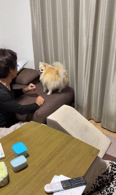 ボールを取ってもらいたいクララちゃん2