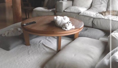 誰よりも堂々と寝るわんこ!