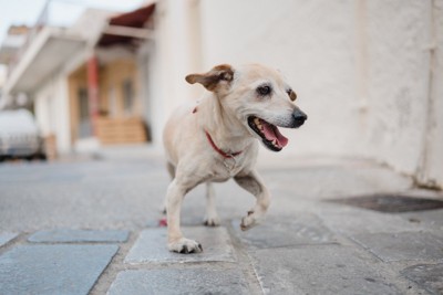 手を上げている、正面から見た、白っぽい犬