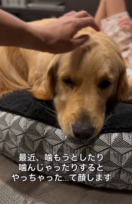 ショボンと落ち込む大型犬