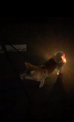 お尻が光るしもんくん