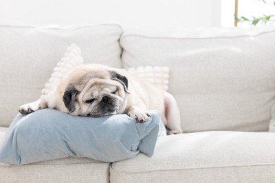 ソファの上で眠る犬