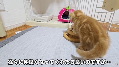 仲良くなれるといいな