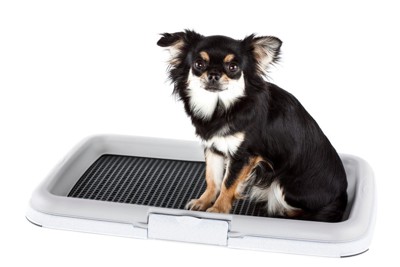 チワワとトイレ