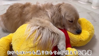 おからちゃんはぬいぐるみと…