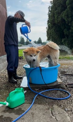 水をかけてもらう陸奥くん