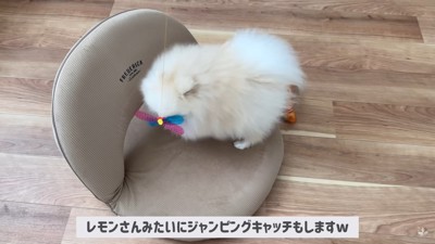 猫化したポテチくん6