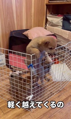 3匹の赤ちゃん犬の脱走2