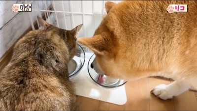 水を飲む犬と猫